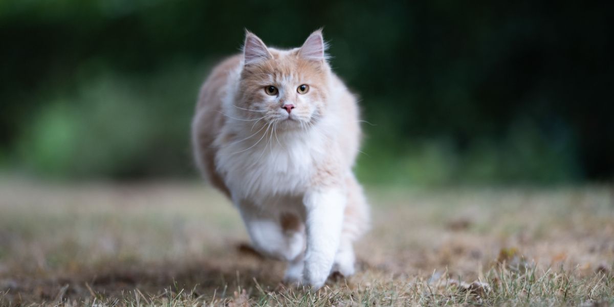 Chat Maine Coon actif en mouvement, se promenant dans un jardin avec un air de curiosité et d'exploration