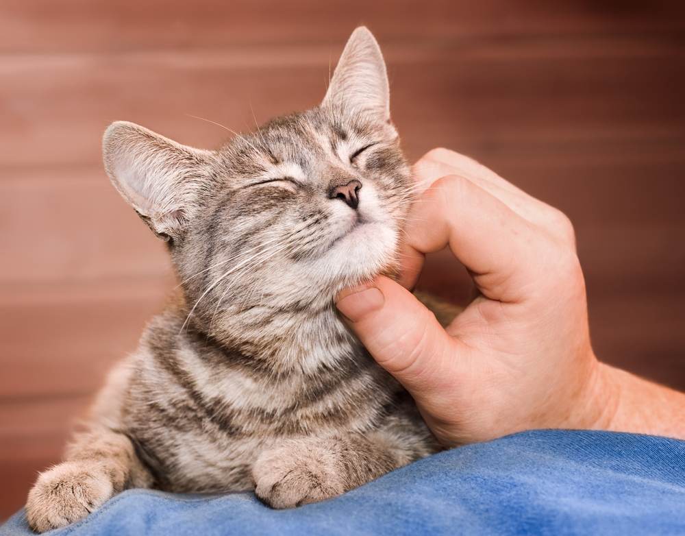 Image de mains masculines caressant doucement un chat domestique