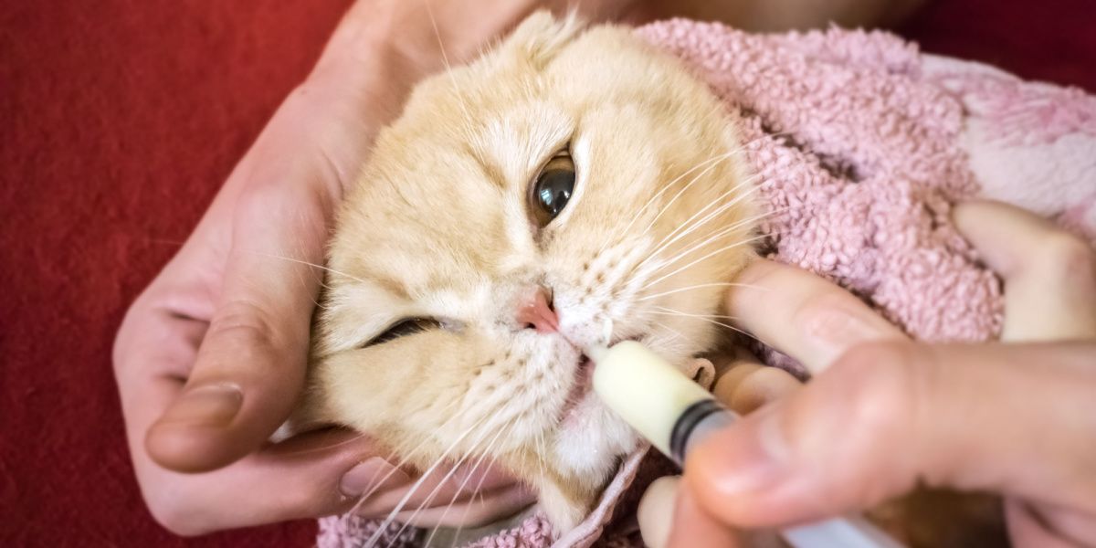 La main d'un homme administrant doucement un médicament à un chat écossais enveloppé dans une serviette à l'aide d'une seringue