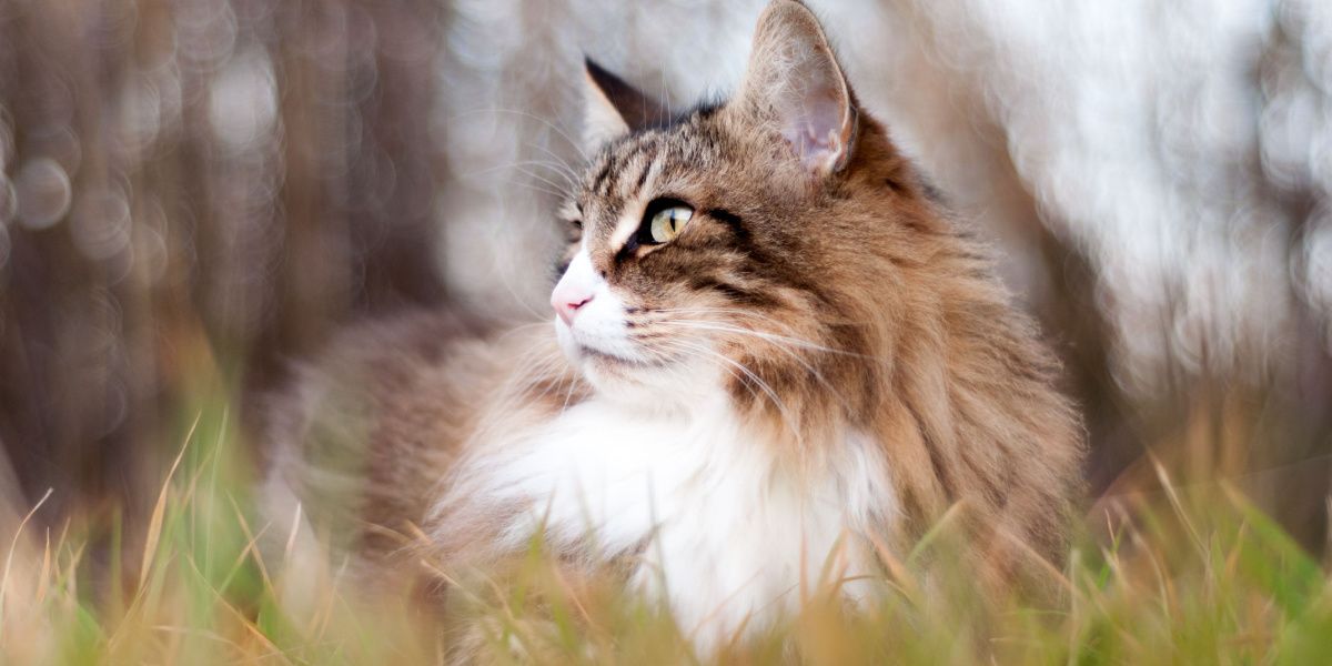 Chat tigré à poil long assis dans l'herbe