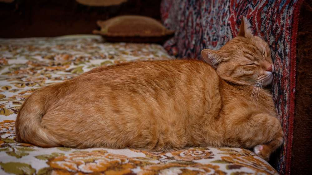 Chat orange endormi en appuyant sa tête contre un mur