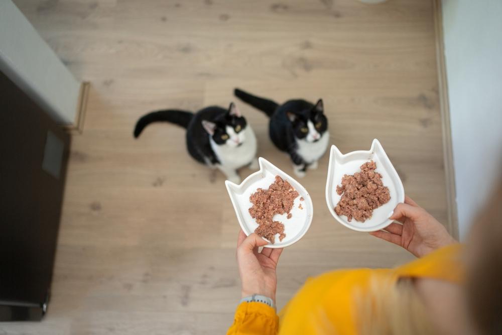 Propriétaire tenant deux bols remplis de nourriture humide pour chat