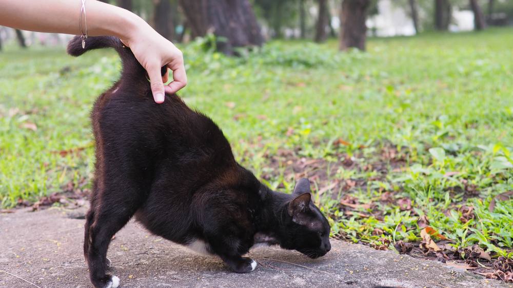 Le propriétaire gratte la base de la queue du chat