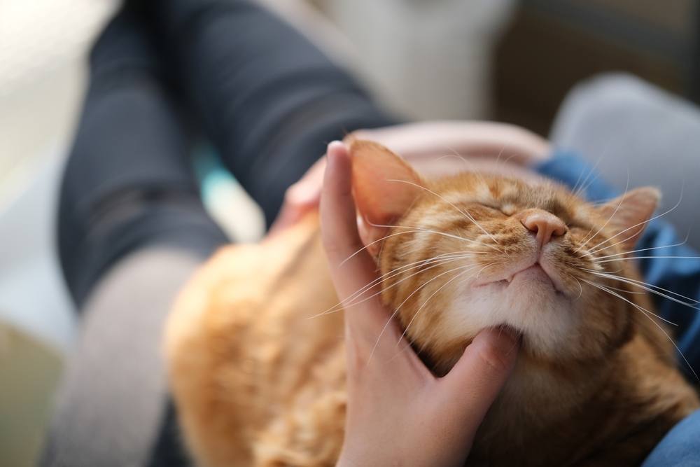 la main du propriétaire chatouille le chat tigré brun