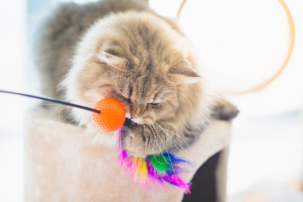 Chat persan jouant énergiquement avec un jouet sur une tour à chat