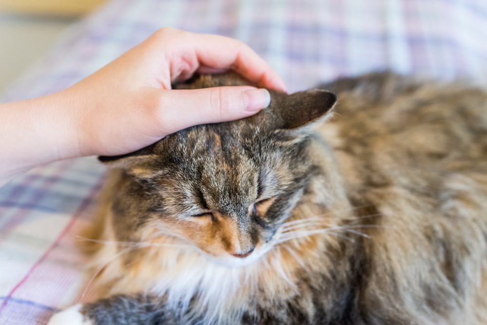 caresser un chat Maine Coon sur le lit