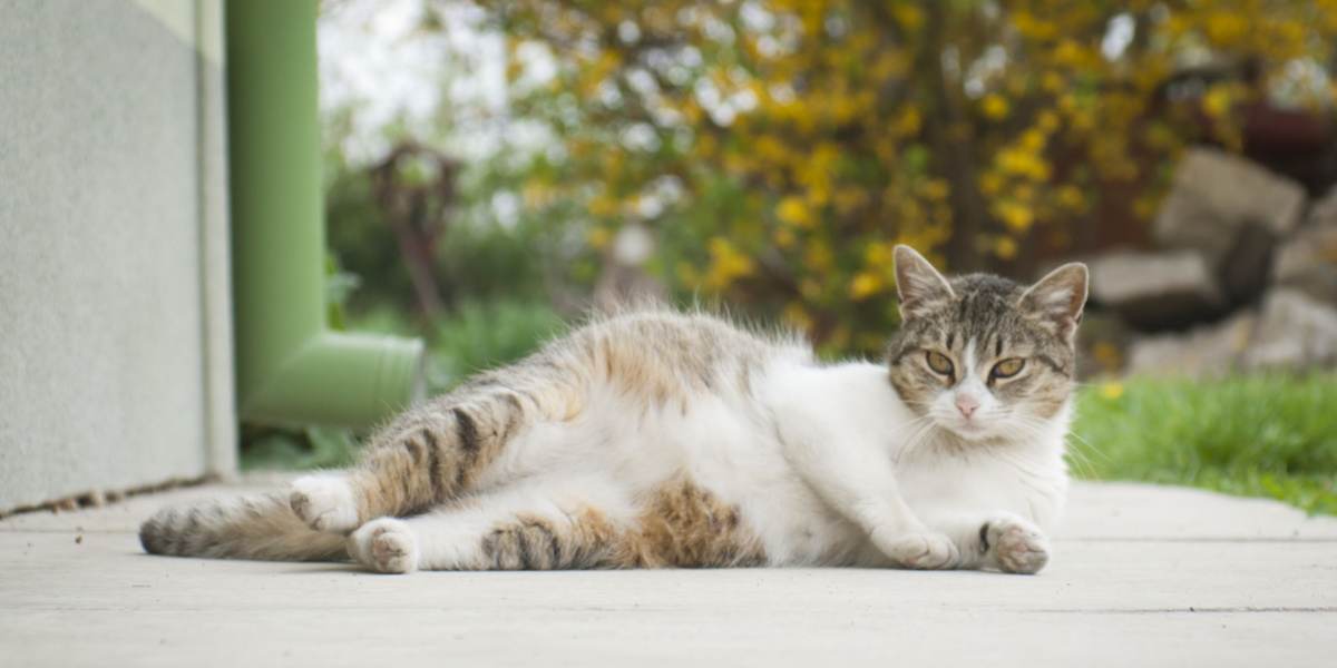 chatte enceinte