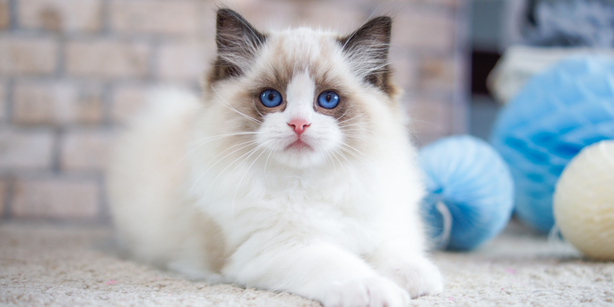 Chat Ragdoll assis à côté d'un jouet pour chat, présentant un félin tranquille et curieux