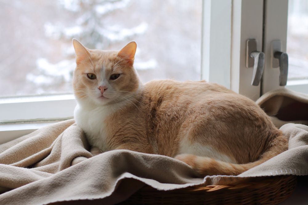 le chat rouge est assis sur un tapis à la fenêtre