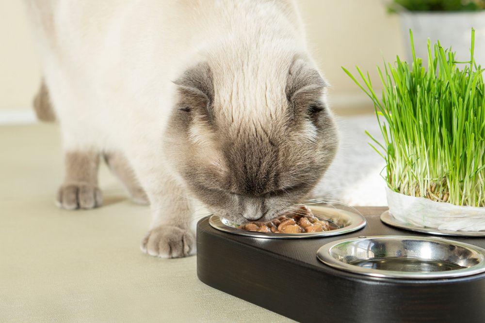 Un chat Scottish Fold se régalant de nourriture humide et moelleuse pour chat, savourant chaque bouchée avec un plaisir et une satisfaction évidents