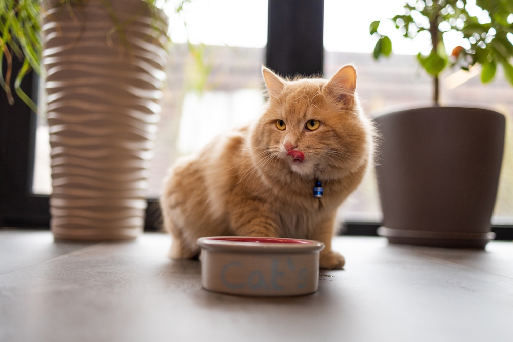 jeune chat roux après avoir mangé de la nourriture dans une assiette montrant la langue