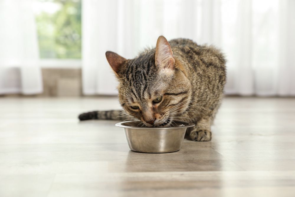 Chat tigré savourant des friandises pour chat sur le sol intérieur,