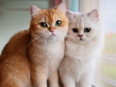 Image featuring two domesticated cats reminiscent of Garfield, positioned near a window