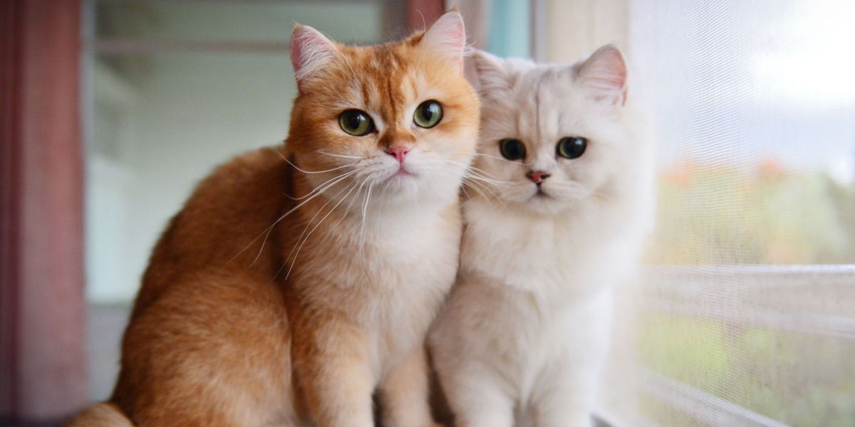 Image représentant deux chats domestiques rappelant Garfield, positionnés près d'une fenêtre