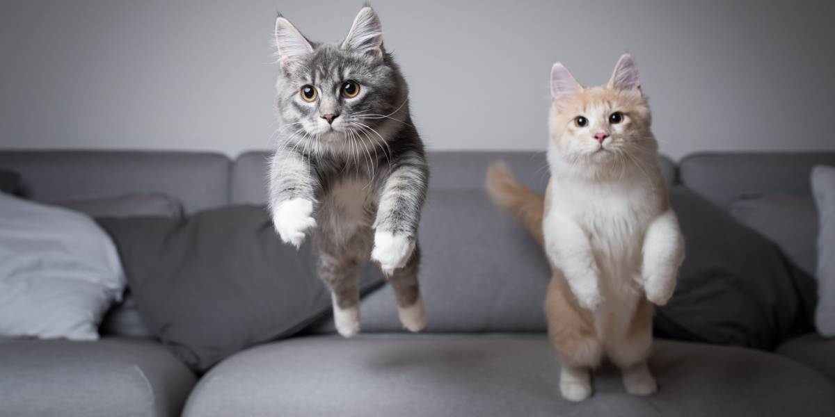 Deux chatons Maine Coon font un grand saut depuis un canapé.