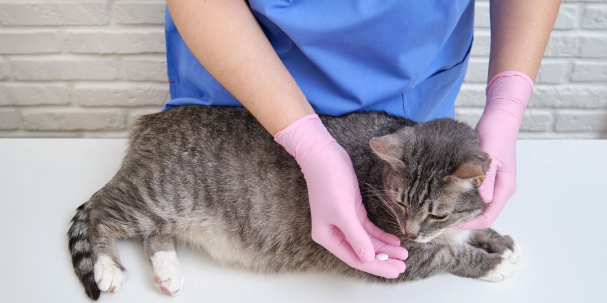 Vétérinaire administrant des comprimés par voie orale à un chat