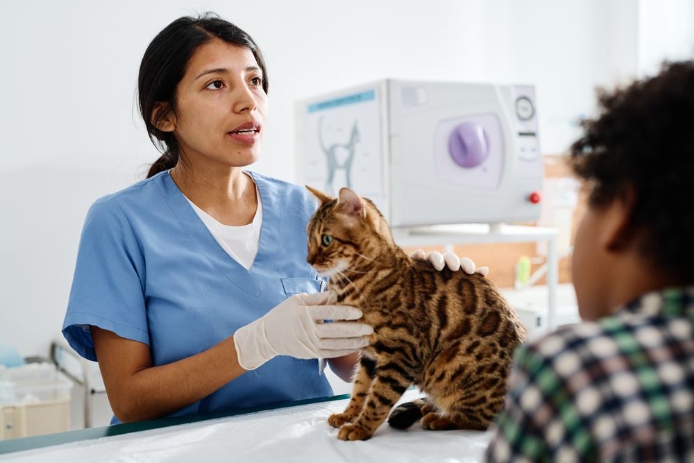 Un vétérinaire discute avec des propriétaires de chats du Bengal au sujet de l'administration de médicaments liquides