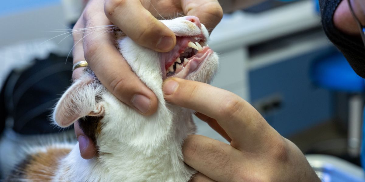 Image d'un vétérinaire effectuant un examen de la cavité buccale d'un chat