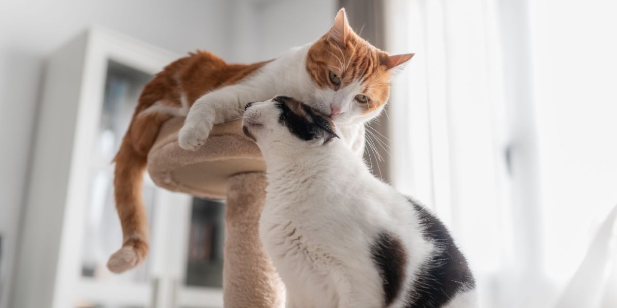 le blanc lèche l'oreille d'un chat noir