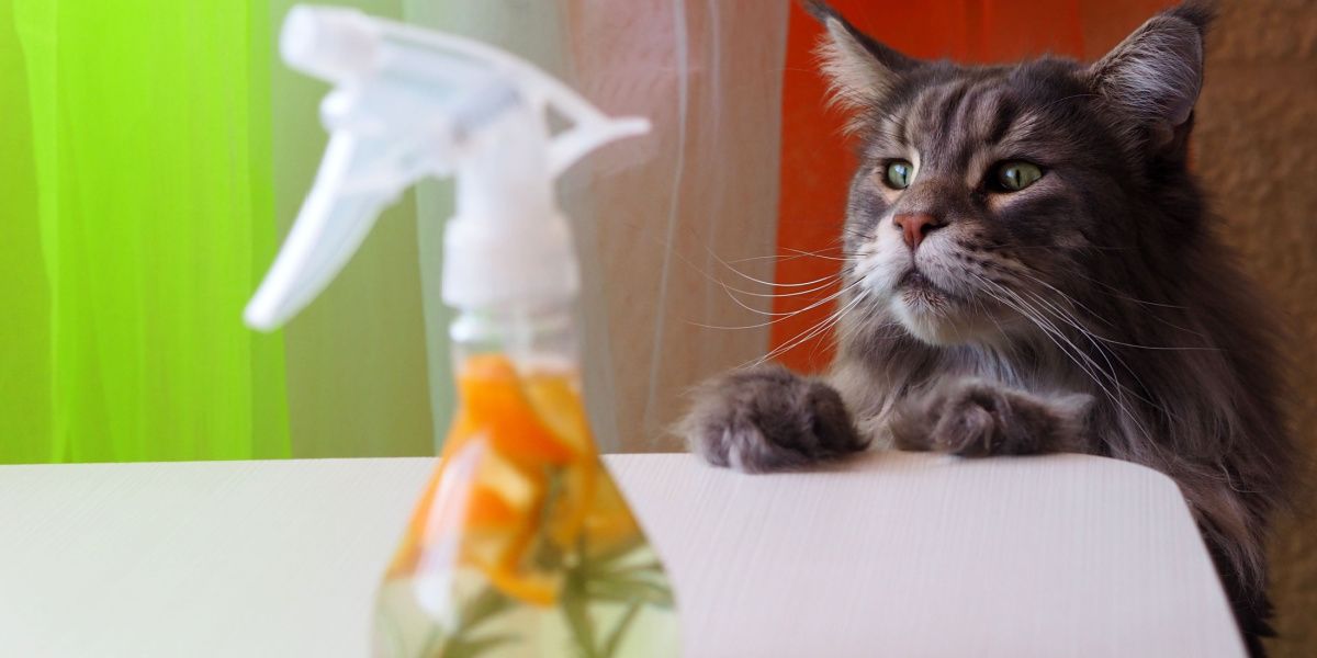 Un grand chat gris inspecte avec curiosité une bouteille de nettoyant à base de vinaigre et d'écorces d'orange, soulignant la curiosité féline.