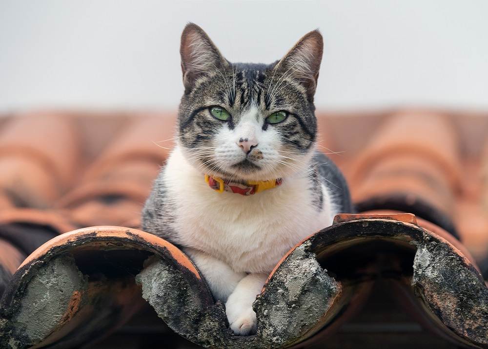 Faits sur les chats mâles : Un chat mâle tigré perché sur un toit, observant son environnement avec un air vigilant.