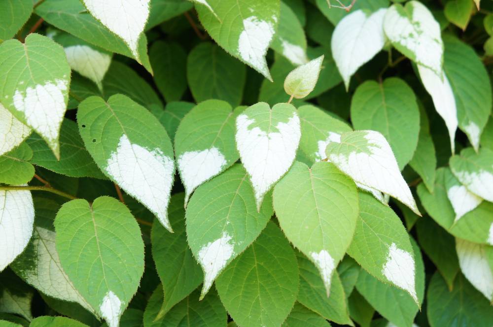 Image d'Actinidia polygama, également connue sous le nom de vigne argentée, une plante qui peut avoir un effet ludique et amusant sur les chats lorsqu'ils interagissent avec elle