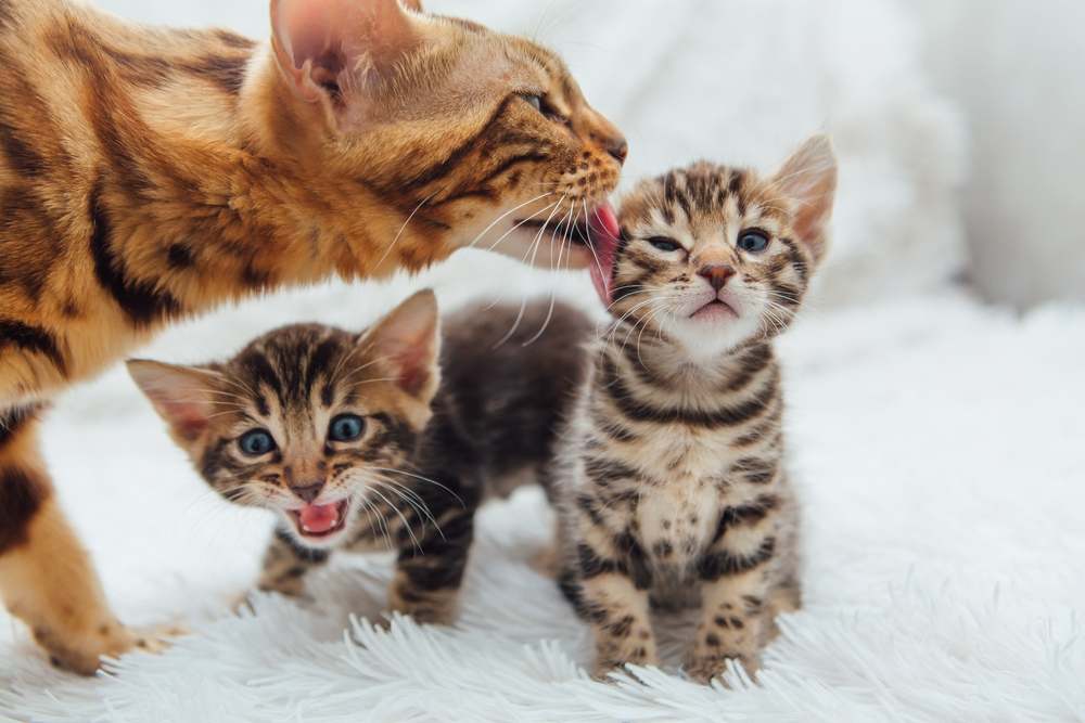 Une adorable mère chatte Bengal dorée câlinant son petit chaton, mettant en valeur leur lien précieux.