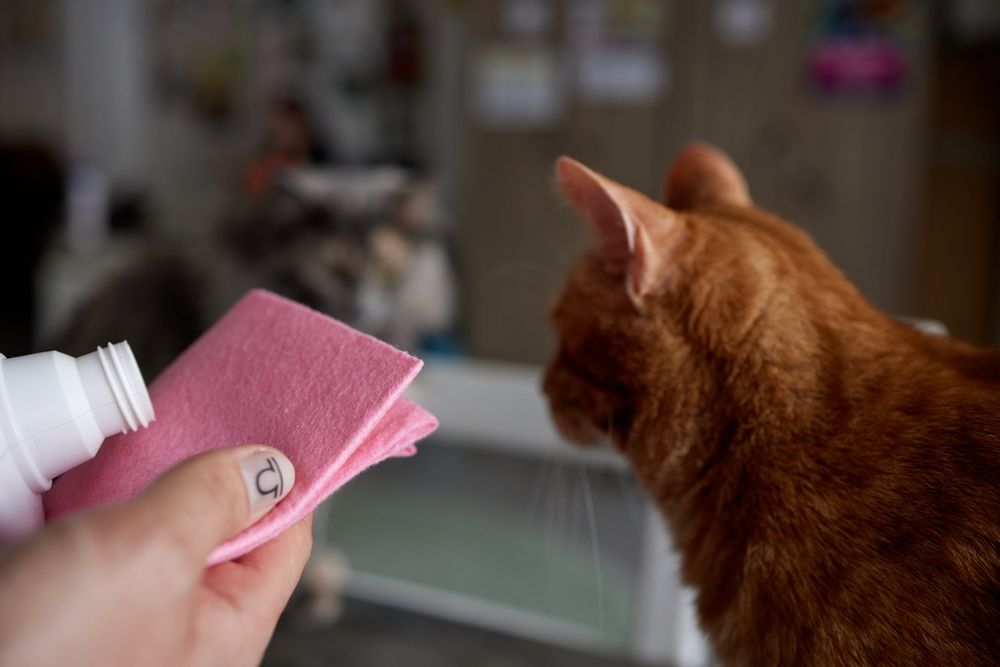 Le vinaigre est-il mauvais pour les chats : Image illustrant l'utilisation du vinaigre de cidre de pomme comme répulsif naturel, une approche utile et respectueuse des animaux à diverses fins.