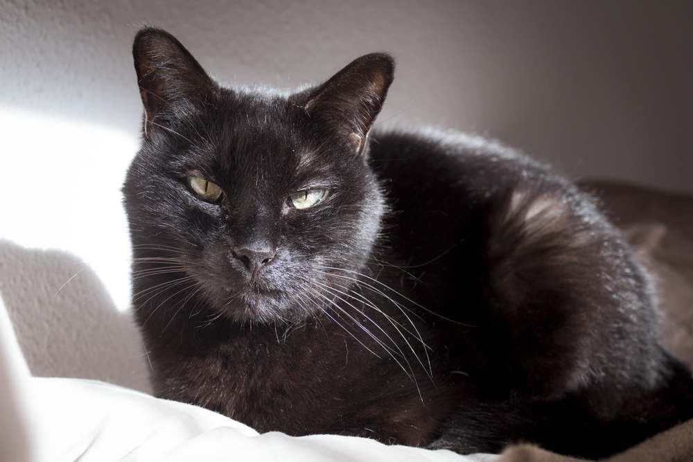 Chat noir avec une bosse ou une tumeur visible sur sa lèvre.