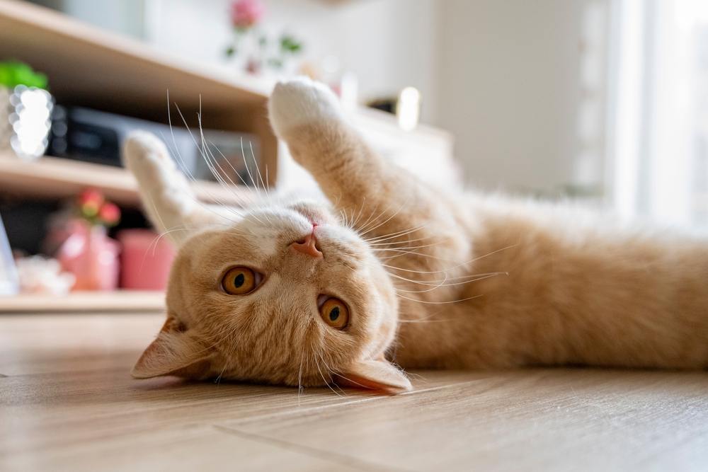 Chat britannique roulant sur un sol propre traité à l'eau de Javel