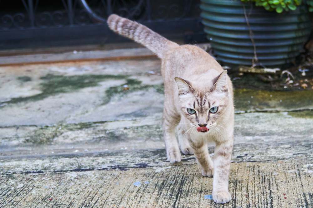 Les chats peuvent-ils retrouver leur chemin vers la maison ? Un chat brun marche gracieusement sur une route en ciment, mettant en valeur sa démarche élégante et confiante