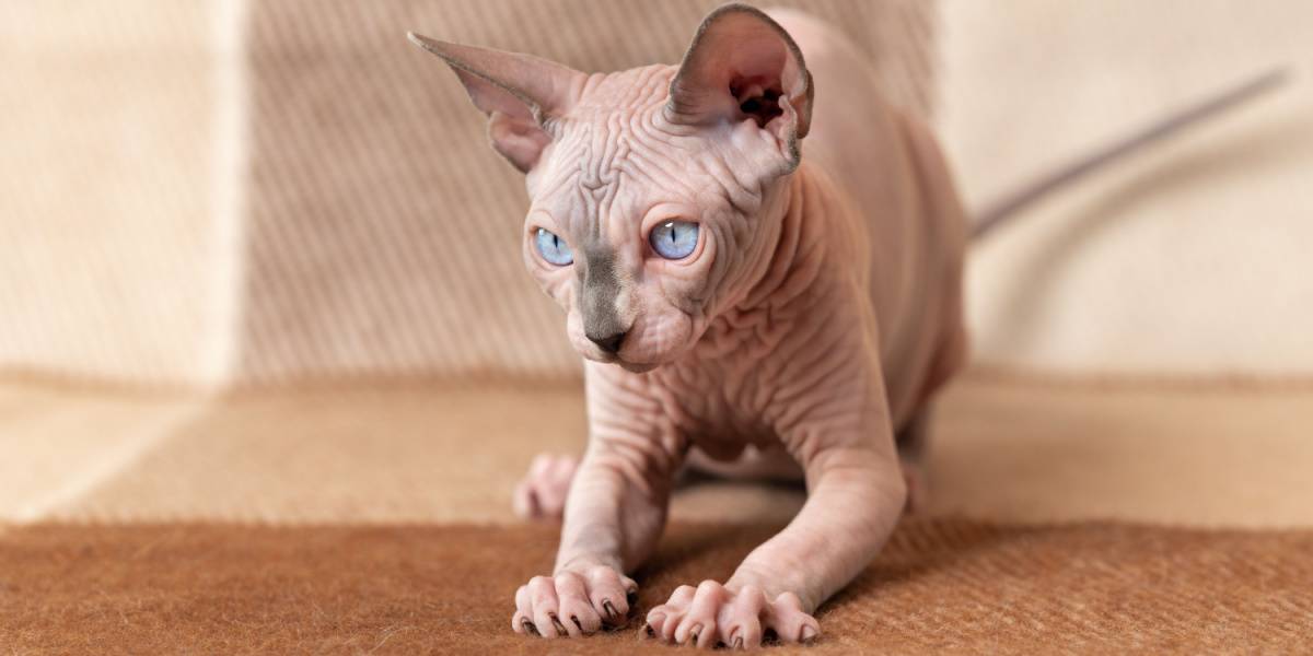 Noms de chats guerriers : chat mâle Canadian Hairless Sphinx, affichant l'apparence unique de cette race sans poils.