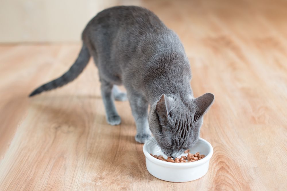 Un chat au pelage luxueux mangeant de la nourriture humide dans un bol blanc placé sur un plancher en bois.