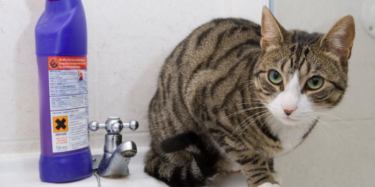 Chat dans un lavabo de salle de bain à côté d'un récipient d'eau de Javel.