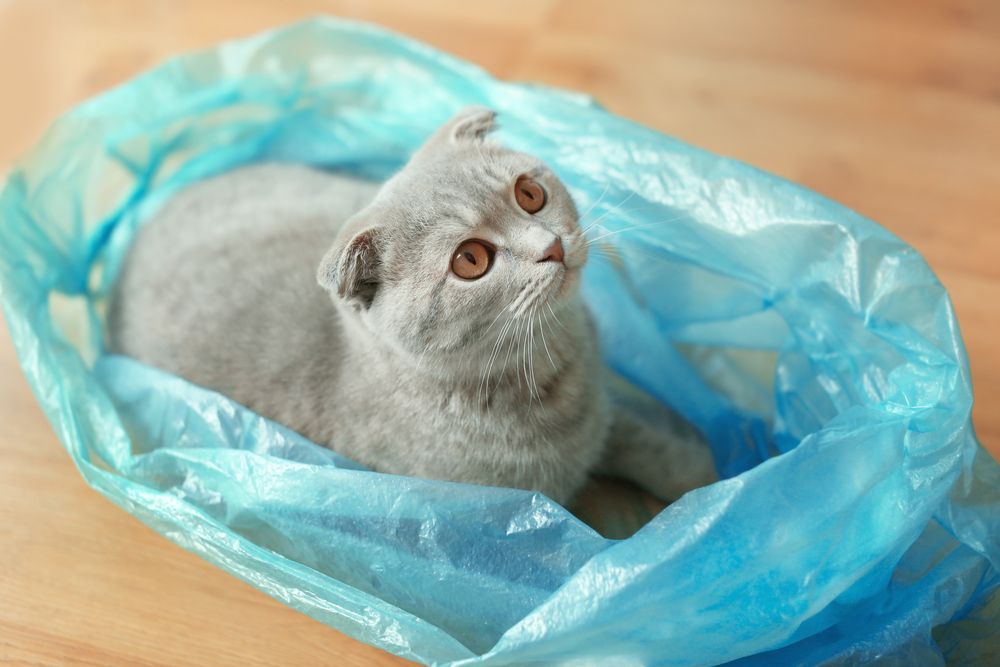 Adorable chat assis confortablement dans un sac en plastique