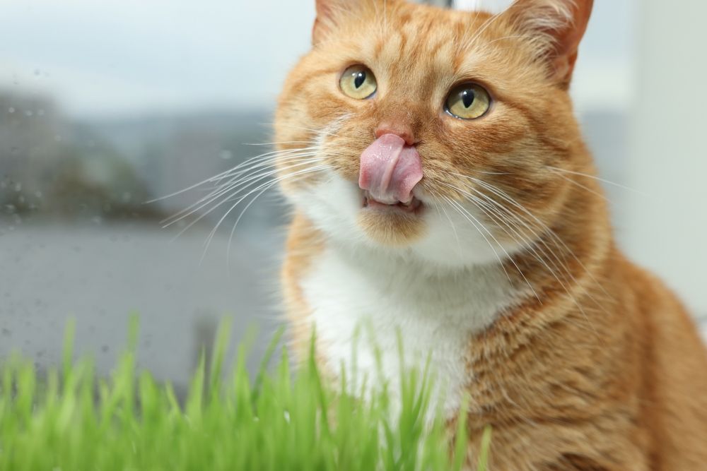 Chat roux mignon avec un brin d'herbe de blé pour chats