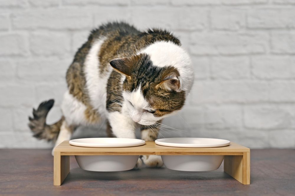 Les chats couvrent la nourriture : Un joli chat tigré curieux devant une double gamelle, exprimant son intérêt pour l'heure du repas