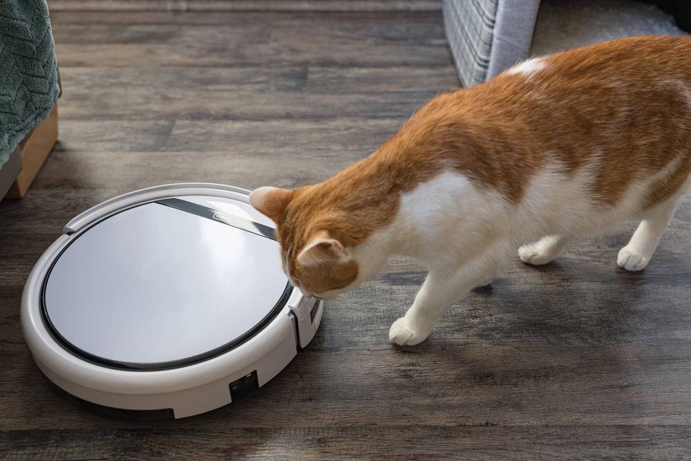 Un joli jeune chat domestique bicolore orange et blanc qui regarde et renifle un aspirateur robot, affichant un mélange de curiosité et de prudence