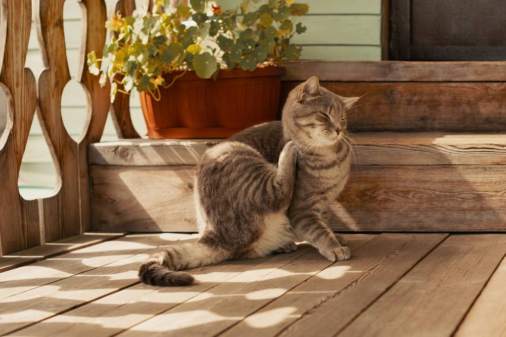 Sélamectine pour chats : chat avec des puces se démangeant le cou avec sa patte, soulignant l'inconfort causé par les puces