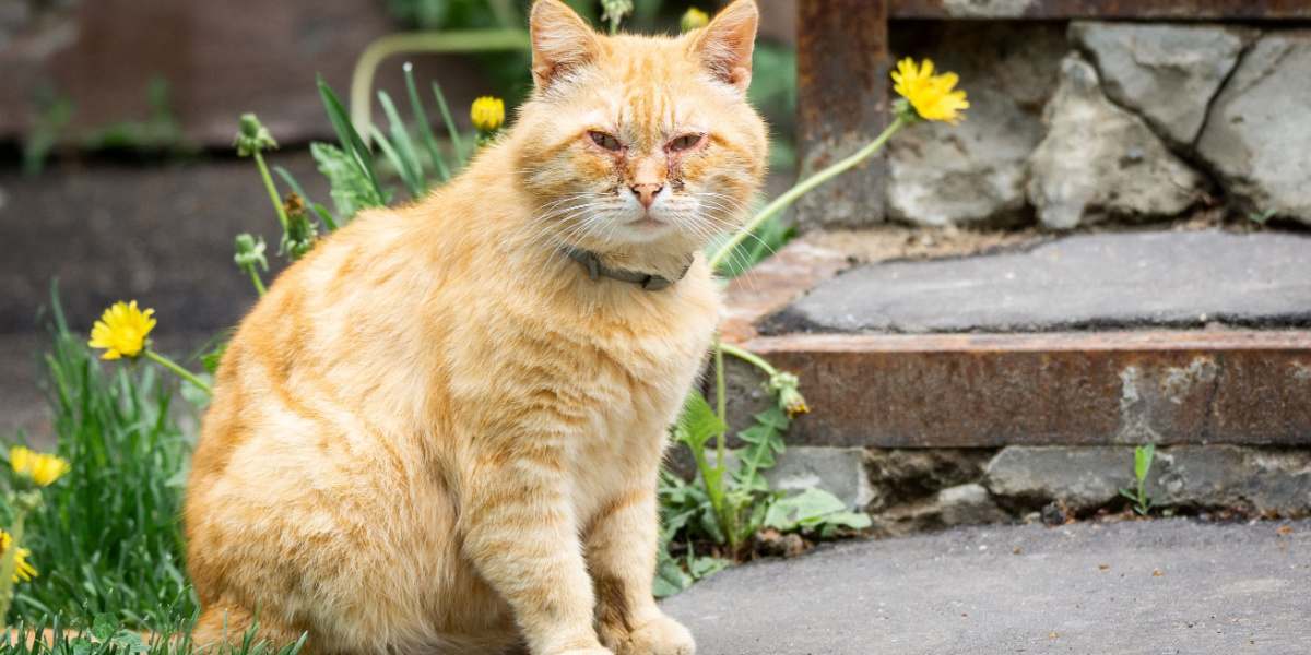 Famciclovir pour chats : un chat roux atteint de conjonctivite, une affection dans laquelle ses yeux apparaissent rouges et enflammés, souvent accompagnés d'écoulements ou d'inconfort