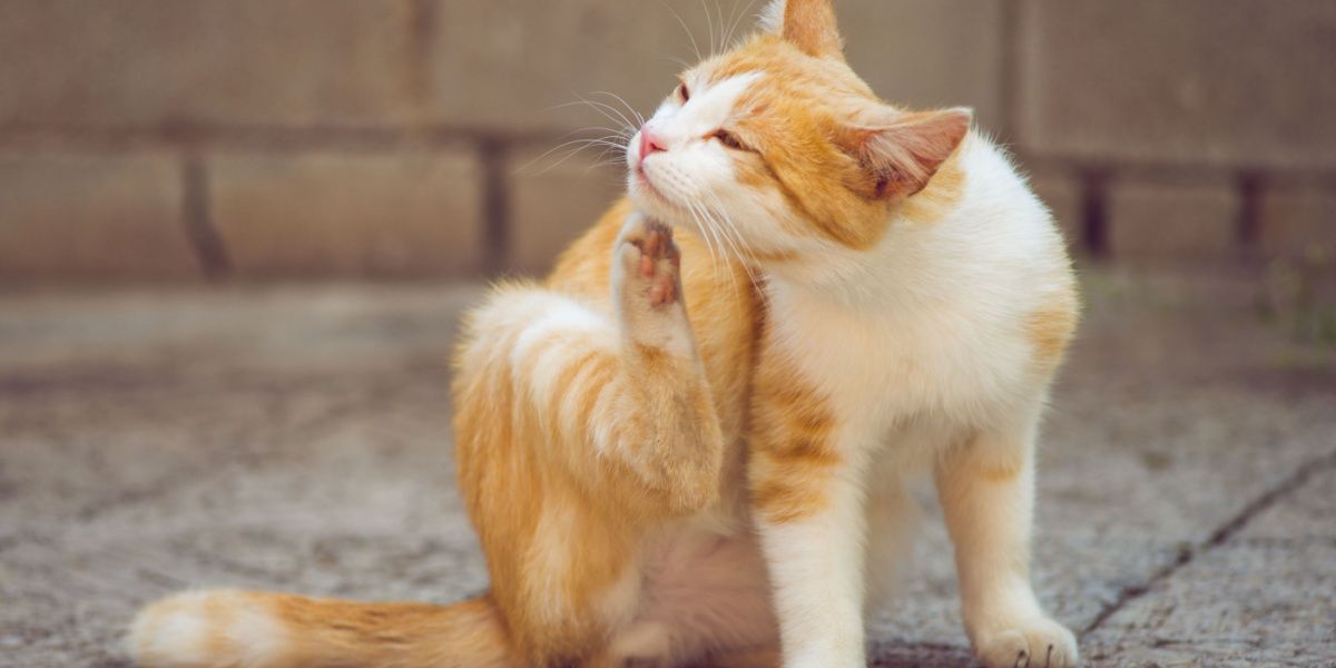 Chat roux et blanc se grattant derrière l'oreille avec sa patte