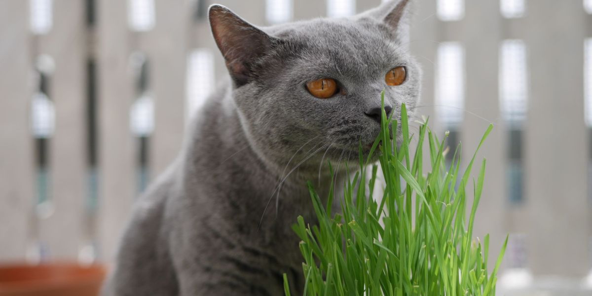 Chat British Shorthair gris reniflant de l'herbe de blé pour chats