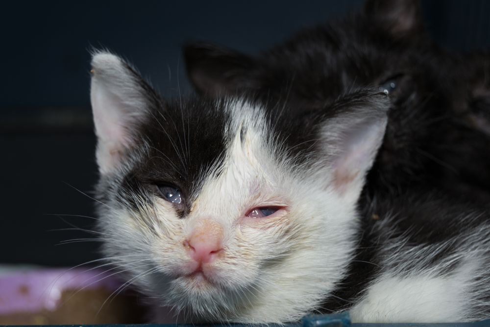 Chatons atteints de conjonctivite et d'ulcère cornéen