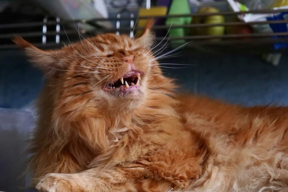 Chat Maine Coon rouge souriant avec les yeux plissés, comme s'il était sur le point d'éternuer.