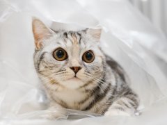 Playful silver tabby Scottish Straight cat exploring a clear plastic bag.