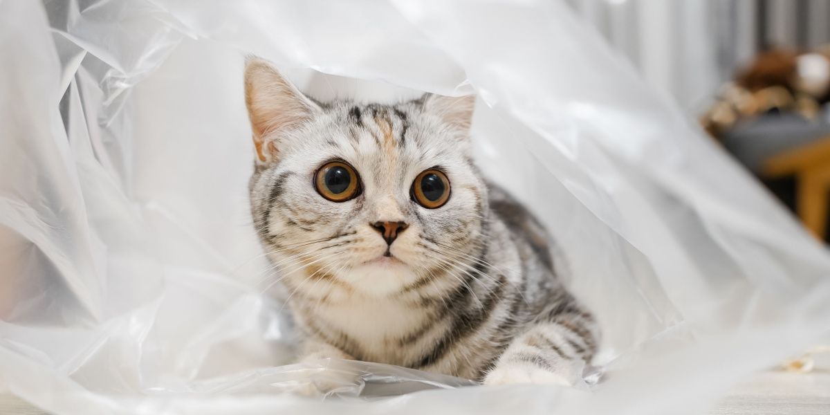 Chat Scottish Straight tabby argenté joueur explorant un sac en plastique transparent.