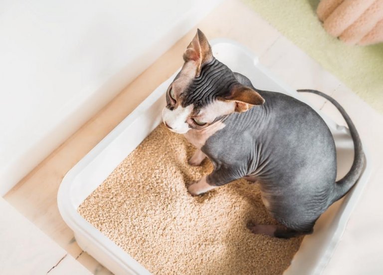Pododermatite chez le chat causes, symptômes et traitement