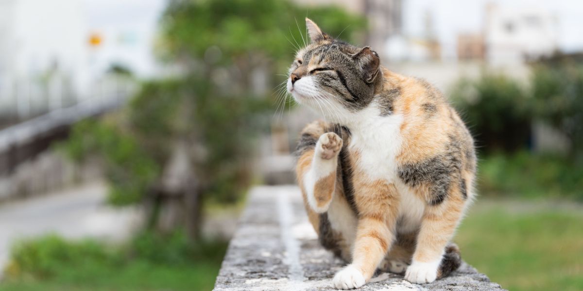 Otomycète chez le chat : le chat se gratte la fourrure pour soulager les démangeaisons ou l'inconfort.