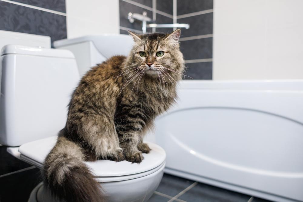 Chat assis sur des toilettes dans une salle de bain propre traitée à l'eau de Javel.