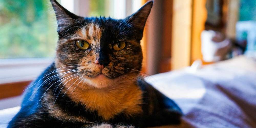 Un chat écaille de tortue se reposant paisiblement sur un canapé, mettant en valeur son pelage unique et coloré.